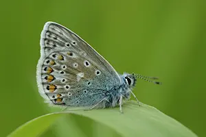 Icarus: common blue (Polyommatus icarus)