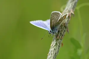 Icarus: common blue (Polyommatus icarus)