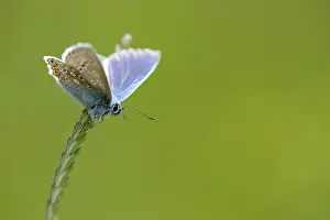 Basking: common blue (Polyommatus icarus)