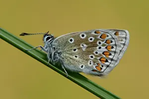 Icarus: common blue (Polyommatus icarus)
