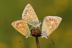 Sunning: Common Blue (Polyommatus icarus) butterflies su