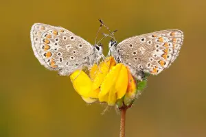 Icarus: Common blue (Polyommatus icarus) on Common bird