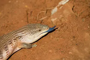 Skinks: Common Blue-tongue Skink / Lizard