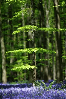 Flemish: Common Bluebell