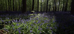 Flemish: Common Bluebell