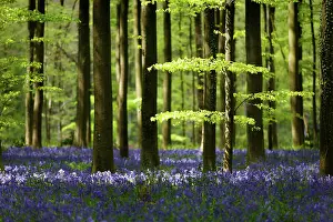 Flemish: Common Bluebell