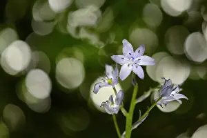 Hyacinthoides: Common Bluebell