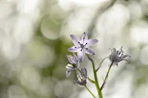 Hyacinthoides: Common Bluebell