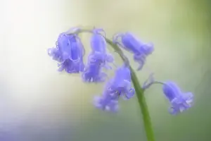 Scilla: Common Bluebell
