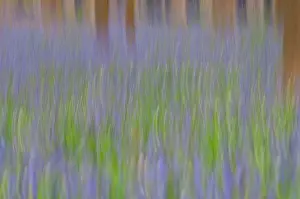 Brussels: Common Bluebell