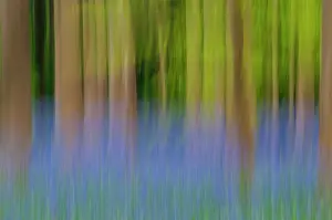 Chaos: Common Bluebell