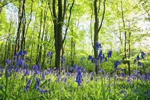 Hyacinthoides: Common Bluebell