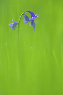 Scilla: Common Bluebell