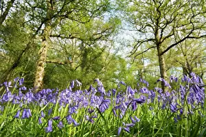 Hyacinthoides: Common Bluebell