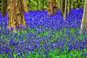 Soil: Common bluebell (Hyacinthoides non-scripta), blu