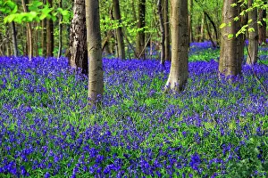 Soil: Common bluebell (Hyacinthoides non-scripta), blu