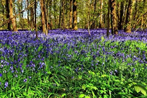 Soil: Common bluebell (Hyacinthoides non-scripta), blu