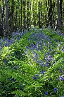 Slopes: Common Bluebells flowering en mass - copse wood