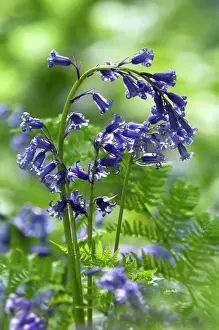 Slopes: Common Bluebells flowering en mass - copse wood