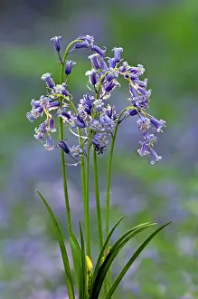 Slopes: Common Bluebells flowering en mass - copse wood