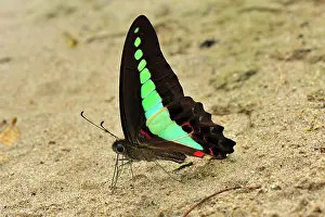 Graphium: Common Bluebottle / Blue Triangle - sucking minerals