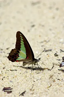 Graphium: Common Bluebottle butterfly feeds on a damp sand
