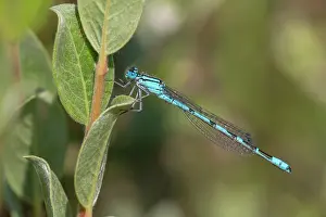 Bluet: Common Bluet