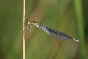 Bluet: Common Bluet