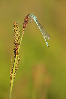 Bluet: Common Bluet