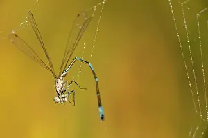 Bluet: Common Bluet