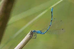Bluet: Common Bluet
