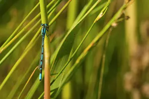 Bluet: Common Bluet