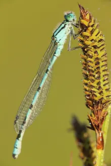 Bluet: Common Bluet