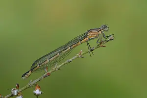 Bluet: Common Bluet