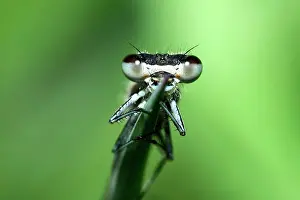 Bluet: Common Bluet