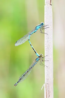 Bluet: Common Bluet
