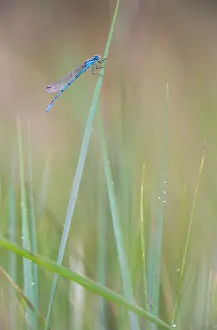 Bluet: Common Bluet