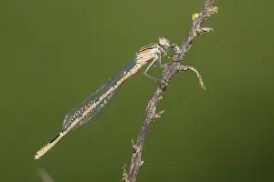 Bluet: Common Bluet