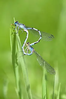 Bluet: Common Bluet