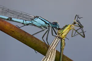Bluet: Common Bluet (Enallagma cyathigerum) with a cau