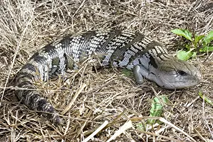 Scincidae: Common bluetongue lizard