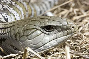 Scincidae: Common bluetongue lizard