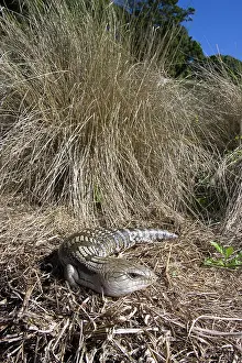Scincidae: Common bluetongue lizard