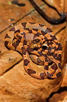 Blunt: Common Blunt-headed Tree Snake