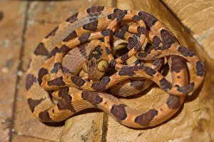 Blunt: Common Blunt-headed Tree Snake