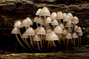 Rotting: Common Bonnet