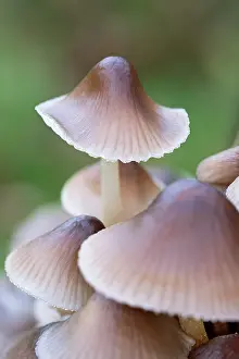 Bonnets: Common Bonnets