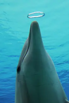 Bottlenose: Common Bottlenose Dolphin - with air bubble ring