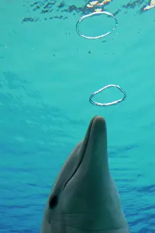 Bottlenose: Common Bottlenose Dolphin - with air bubble rings