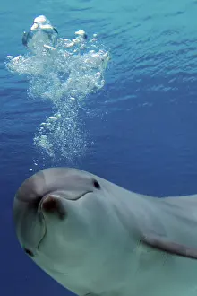 Bottlenose: Common Bottlenose Dolphin - with air bubbles